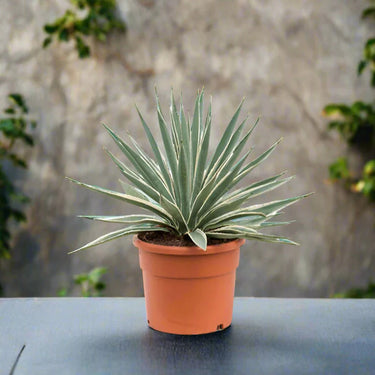 Caribbean Agave - Agave Angustifolia